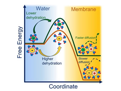 Activation behavior for ion permeation in ion-exchange membranes: Role of ion dehydration in selective transport